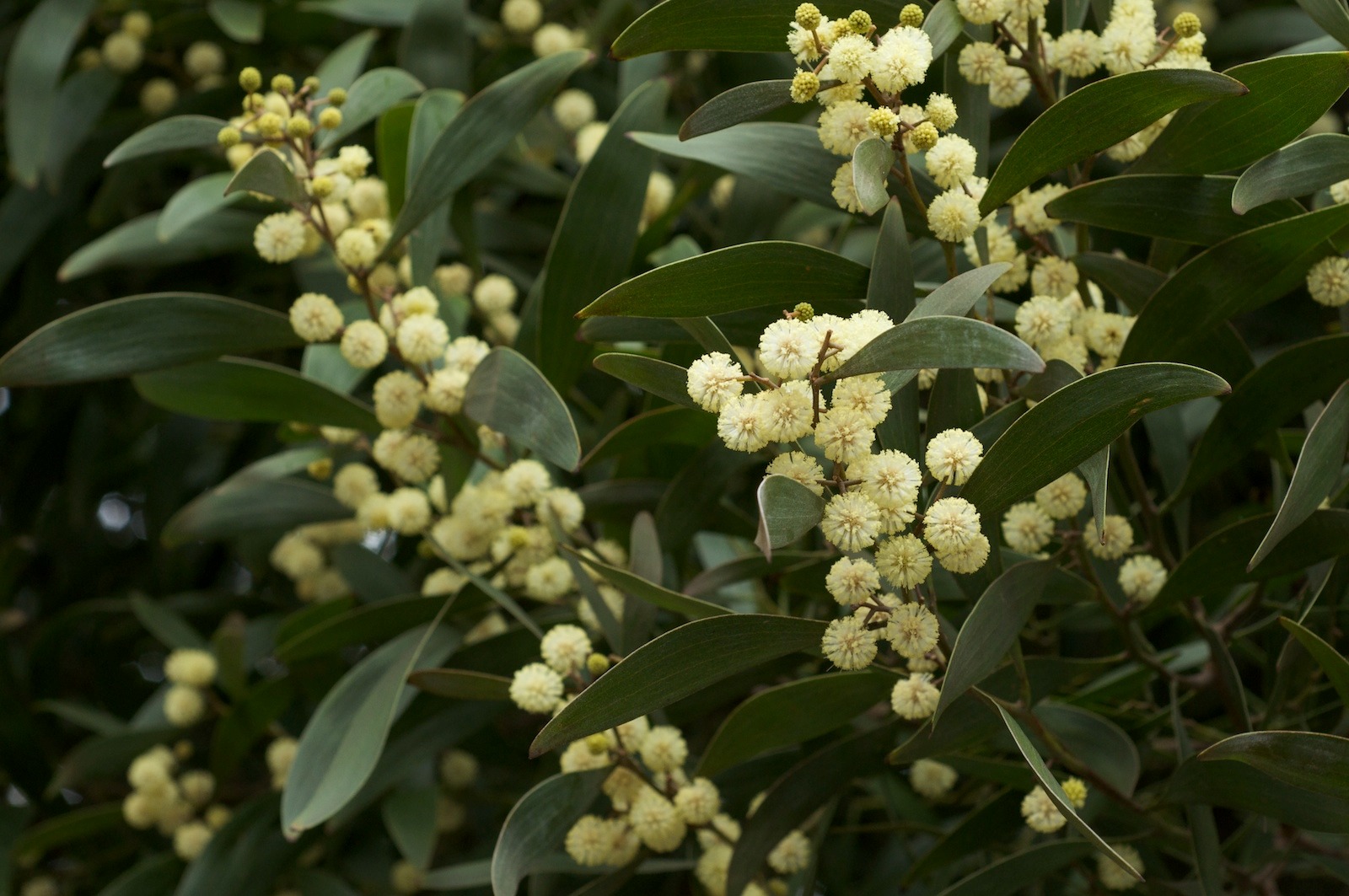 Acacia-melanoxylon.jpg