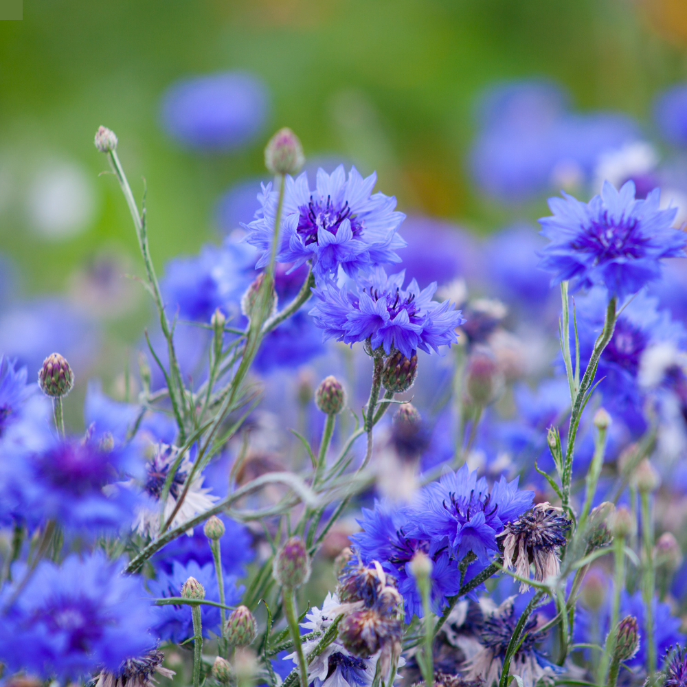 Untitled-design---2026-10-15T111723.049.png